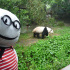 fotografía de Reserva de Pandas de Chengdu